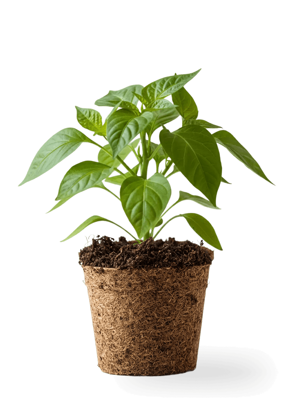 Plant11.png