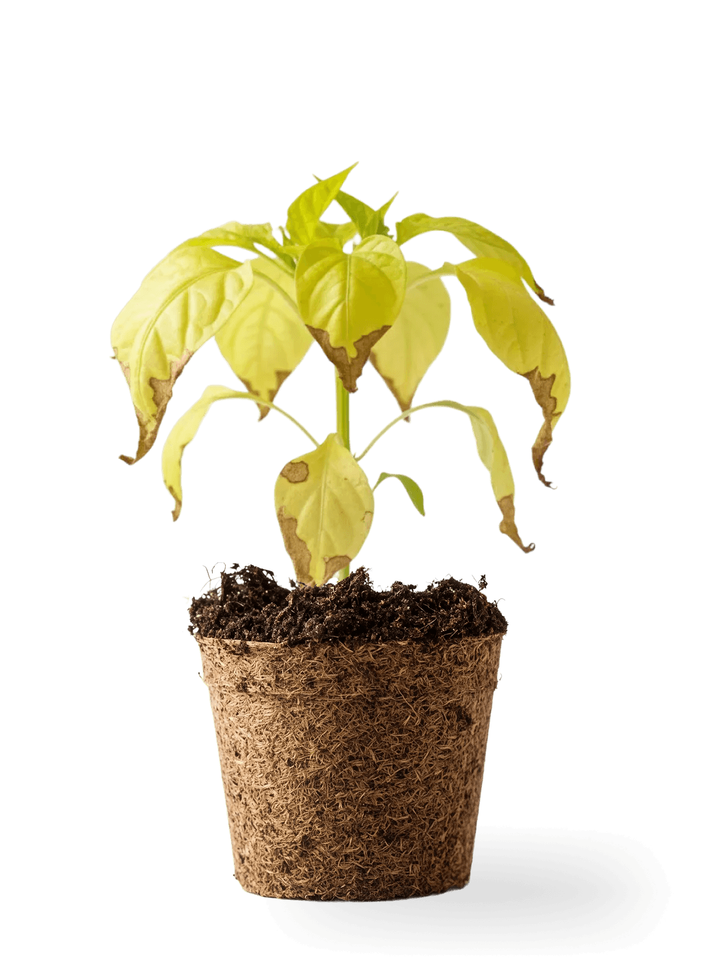 Plant2.png Plant2.png